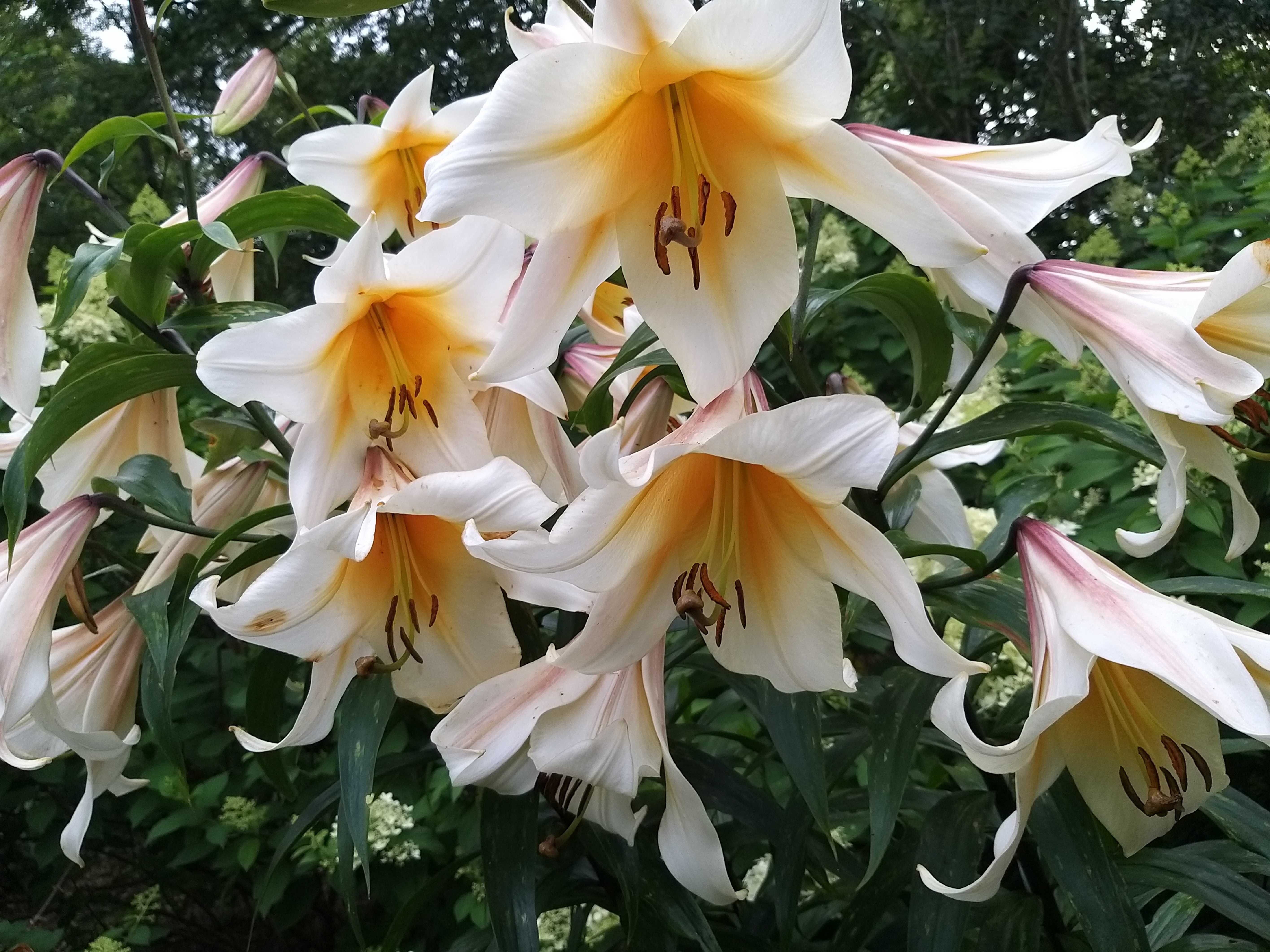 XVII Piesza Pielgrzymka z Warszawy do Ostrówka - Grupa Biała